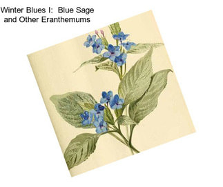 Winter Blues I:  Blue Sage and Other Eranthemums