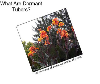 What Are Dormant Tubers?