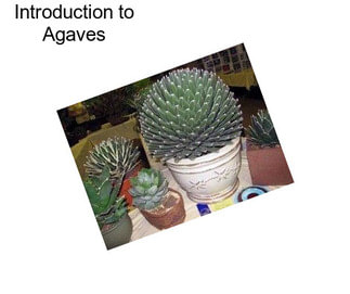 Introduction to Agaves