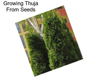 Growing Thuja From Seeds