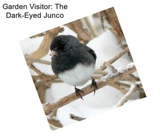 Garden Visitor: The Dark-Eyed Junco