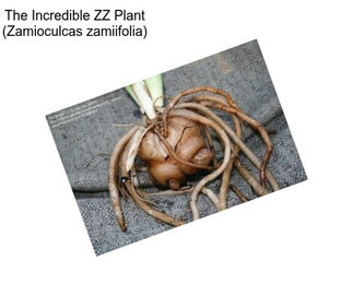 The Incredible ZZ Plant (Zamioculcas zamiifolia)