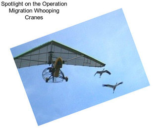 Spotlight on the Operation Migration Whooping Cranes