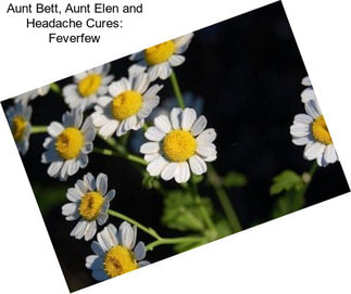 Aunt Bett, Aunt Elen and Headache Cures: Feverfew