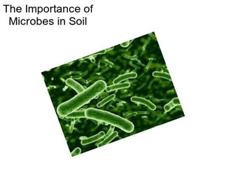 The Importance of Microbes in Soil