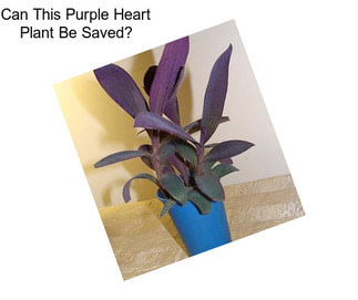 Can This Purple Heart Plant Be Saved?