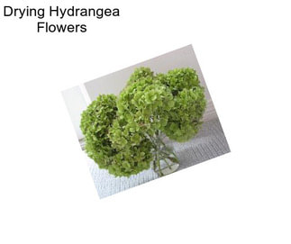 Drying Hydrangea Flowers