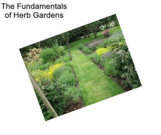The Fundamentals of Herb Gardens