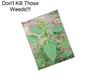 Don\'t Kill Those Weeds!!!