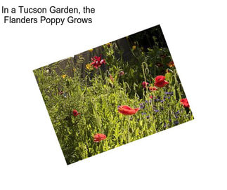 In a Tucson Garden, the Flanders Poppy Grows