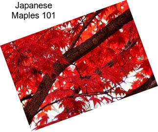 Japanese Maples 101