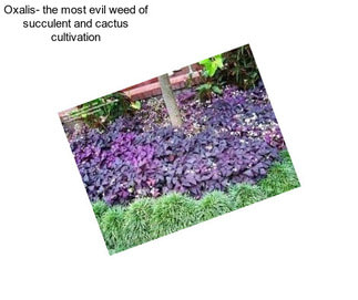 Oxalis- the most evil weed of succulent and cactus cultivation