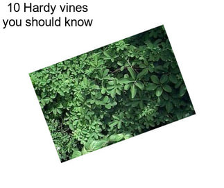 10 Hardy vines you should know