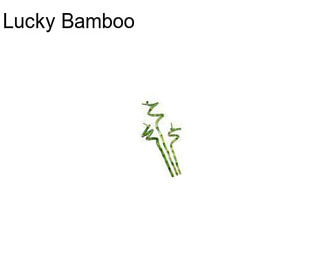 Lucky Bamboo