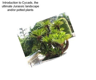 Introduction to Cycads, the ultimate Jurassic landscape and/or potted plants