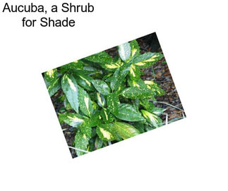 Aucuba, a Shrub for Shade