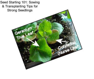 Seed Starting 101: Sowing & Transplanting Tips for Strong Seedlings