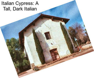 Italian Cypress: A Tall, Dark Italian