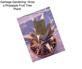 Garbage Gardening: Grow a Pineapple Fruit Tree Plant!