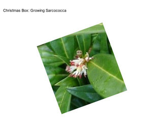 Christmas Box: Growing Sarcococca