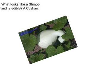 What looks like a Shmoo and is edible? A Cushaw!