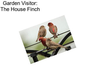 Garden Visitor: The House Finch