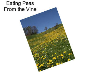 Eating Peas From the Vine