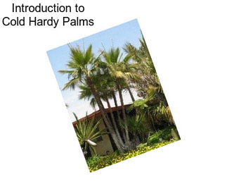 Introduction to Cold Hardy Palms