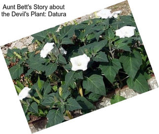 Aunt Bett\'s Story about the Devil\'s Plant: Datura