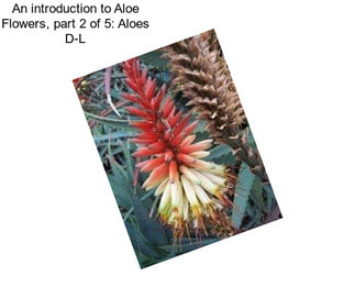 An introduction to Aloe Flowers, part 2 of 5: Aloes D-L