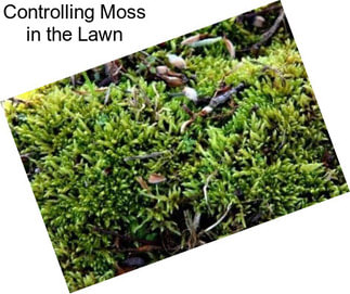 Controlling Moss in the Lawn