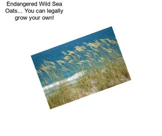 Endangered Wild Sea Oats... You can legally grow your own!