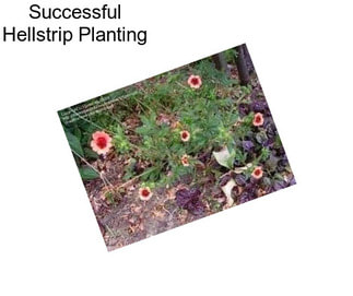 Successful Hellstrip Planting