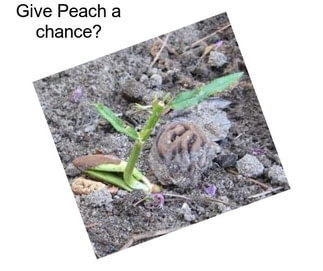Give Peach a chance?