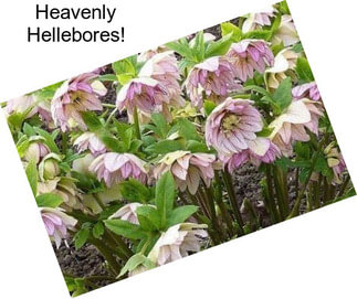 Heavenly Hellebores!