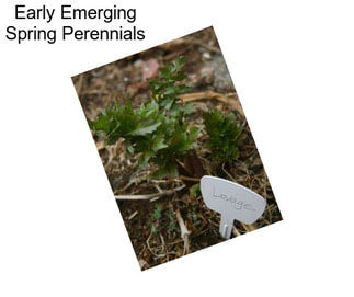 Early Emerging Spring Perennials