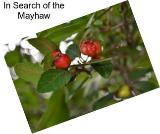 In Search of the Mayhaw
