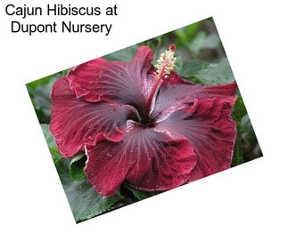 Cajun Hibiscus at Dupont Nursery