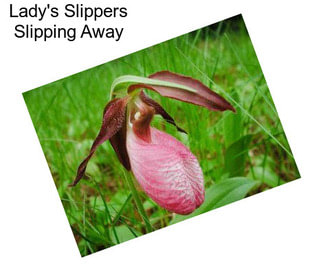Lady\'s Slippers Slipping Away
