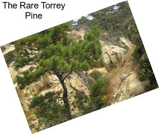 The Rare Torrey Pine