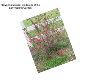 Flowering Quince: Cinderella of the Early Spring Garden