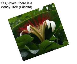 Yes, Joyce, there is a Money Tree (Pachira)