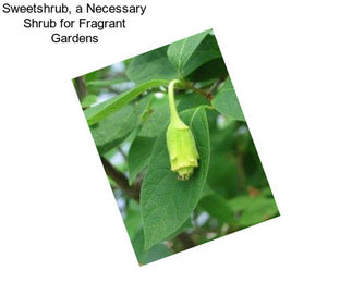 Sweetshrub, a Necessary Shrub for Fragrant Gardens