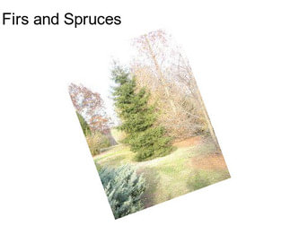 Firs and Spruces