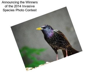 Announcing the Winners of the 2014 Invasive Species Photo Contest