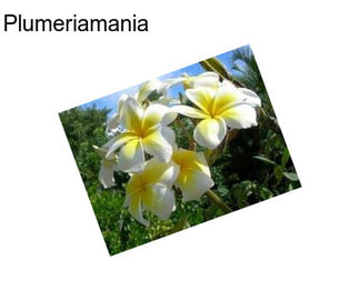 Plumeriamania