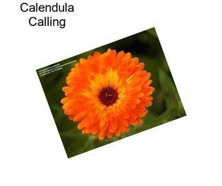 Calendula Calling