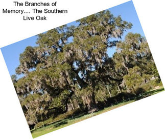 The Branches of Memory.... The Southern Live Oak