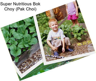 Super Nutritious Bok Choy (Pak Choi)