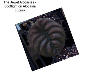 The Jewel Alocasias - Spotlight on Alocasia cuprea